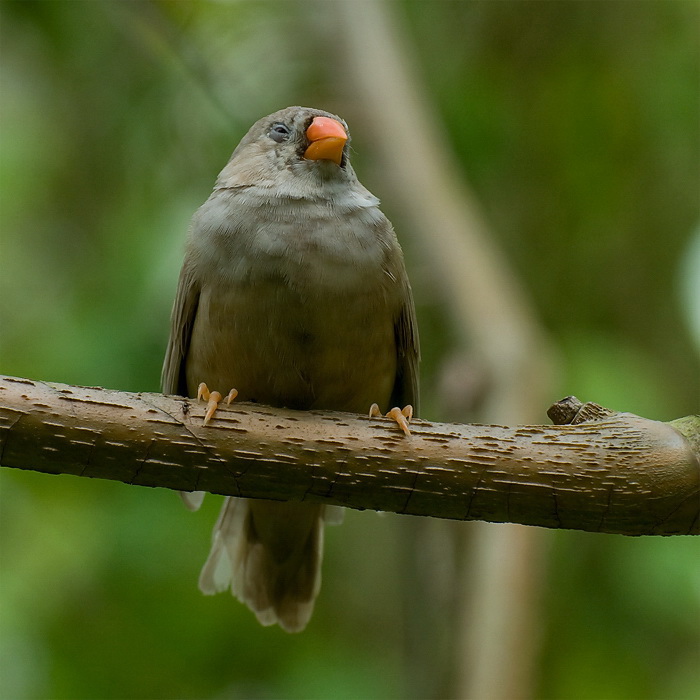 toskana D35_7572 als Smart-Objekt-1 Kopie.jpg - Einige Vogelarten die auch frei im Schmetterlingshaus herumfliegen rundeten den Besuch ab.